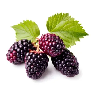 Boysenberry