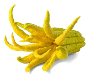 Buddha's hand (fingered citron)