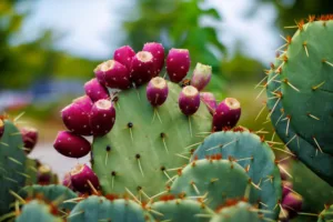 Cactus pear