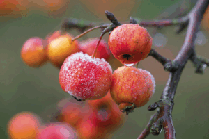 Crab apple