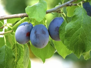 Damson