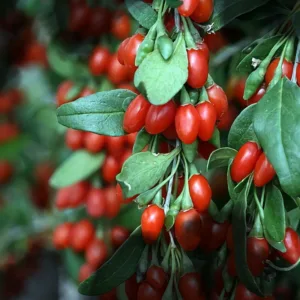 Goji berry