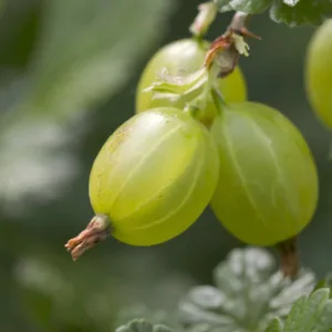 Gooseberry