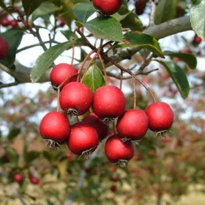 Haws (fruit of Hawthorn)