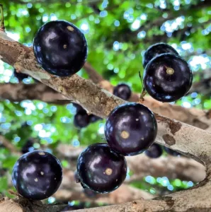 Jabuticaba (Plinia)