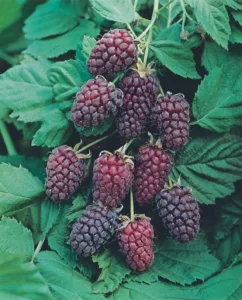 Loganberry