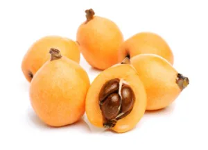 Loquat