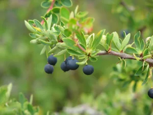 Magellan Barberry