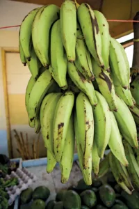 Plantain