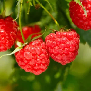 Raspberry