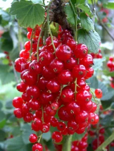 Redcurrant