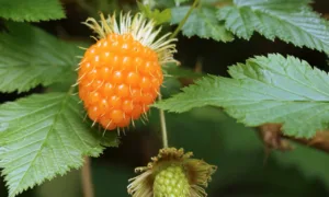 Salmonberry