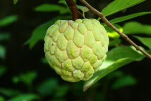 Sugar apple