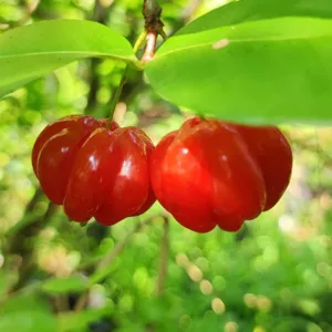 Surinam cherry