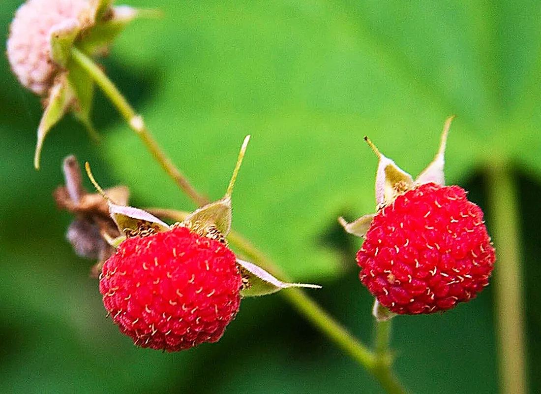 Thimbleberry