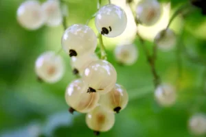 White currant